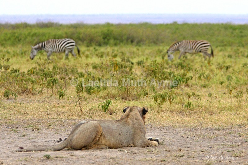 _M7B0052 Amboseli - Lions