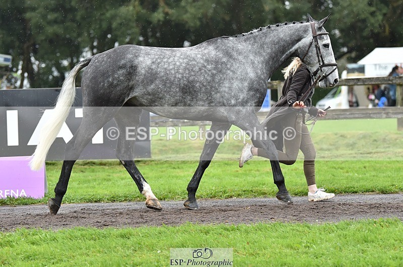 231018-124904-00547 - 068-DASSETT.PREMIER-Kate.Rocher-Smith-TrotUp