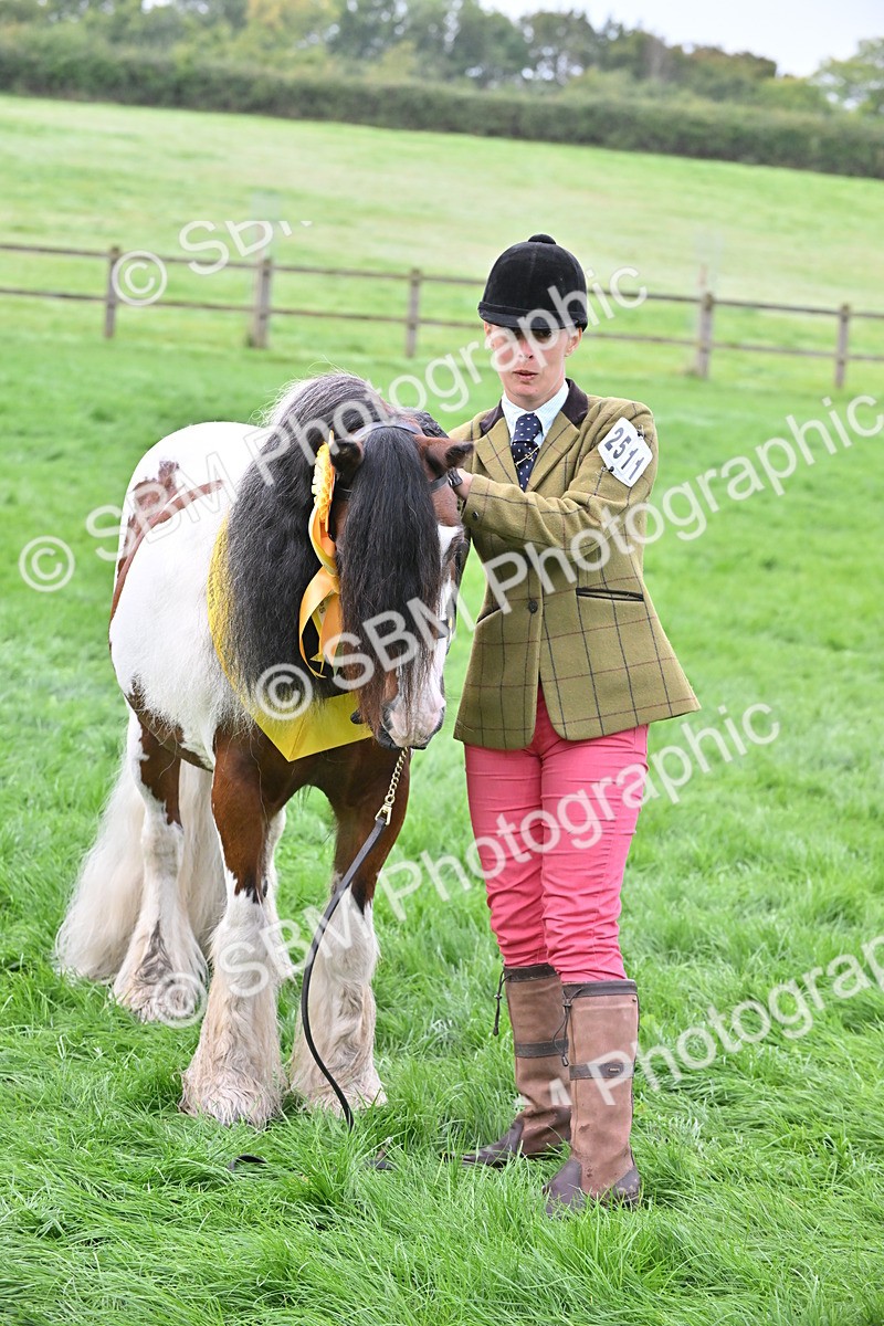 SBM_56970 - S45 - Coloured Pony In Hand