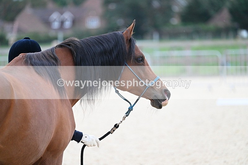 WJ7_1914 - Class 1 & Champs