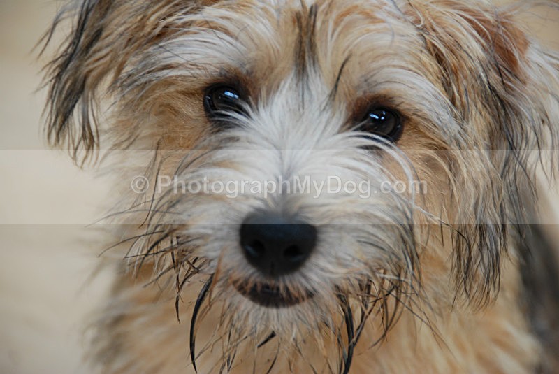  - Norfolk Terriers