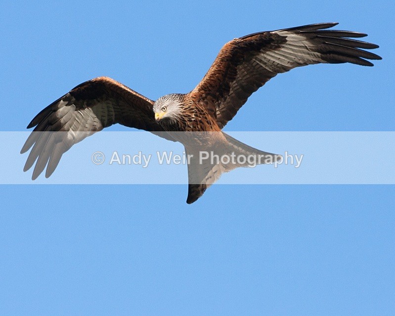 20100130-159 - Red Kite