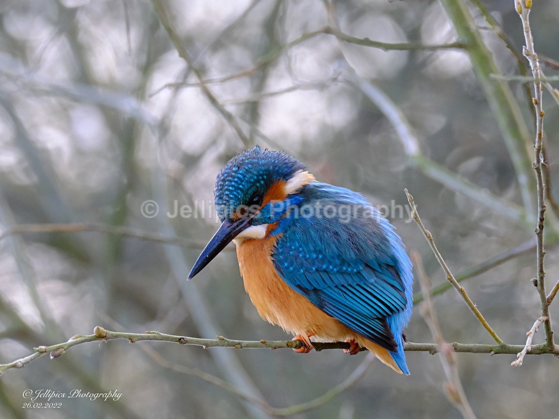  - Wildlife and Nature