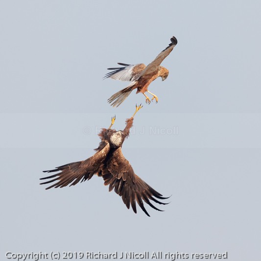 Marsh Harriers (Circus aeruginosus) practising food passing - Marsh Harrier (Circus aeruginosus)