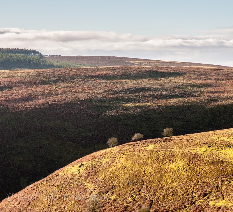 Synalds, above Minton Batch - The Long Mynd