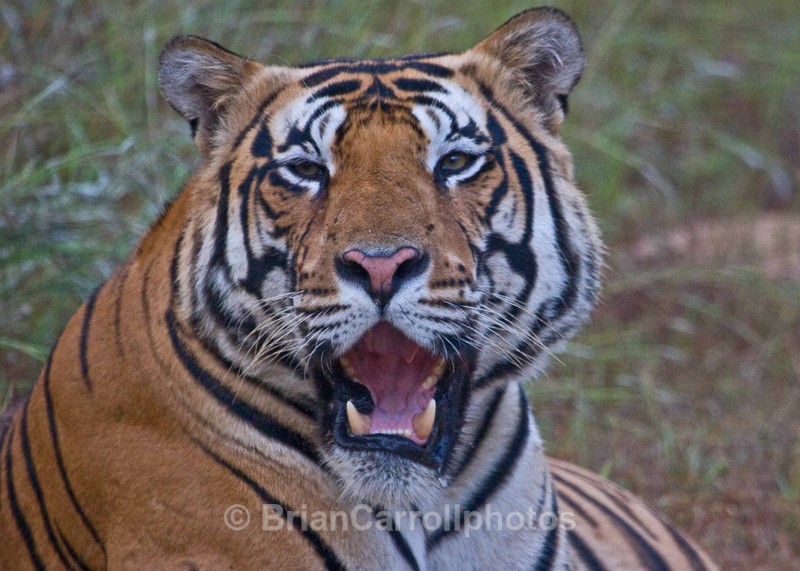  - Indian Tiger Safari Tour 08
