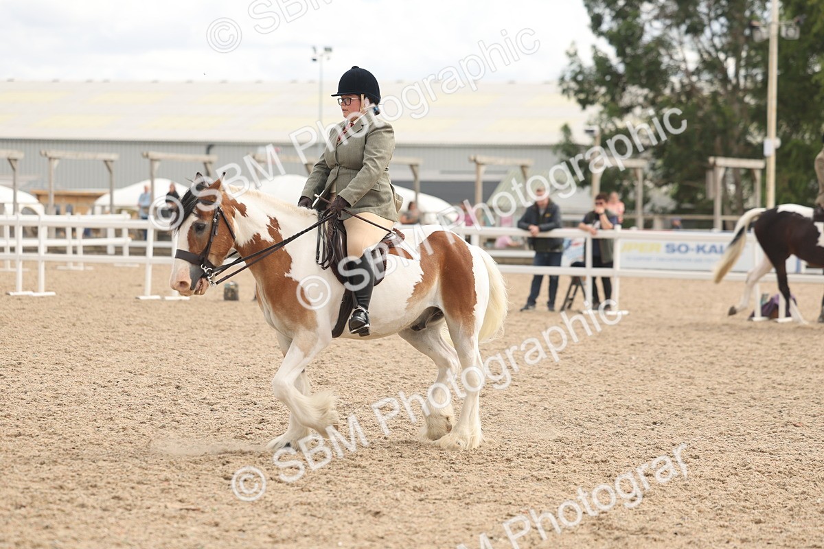 SBM_14760 - Class 308 - Ridden Coloured Horse