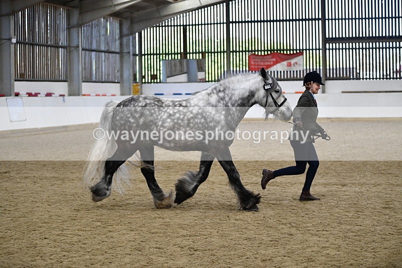 WJ5_5643 - Morning in hand Championship
