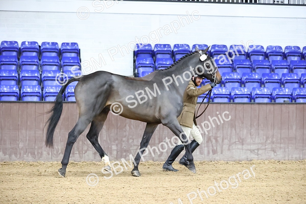 SBM_5190 - Class 39 - In Hand Gelding