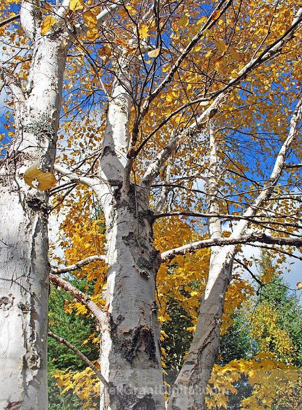 New Brunswick Autumn Foliage -  The Birches - Autumn Foliage