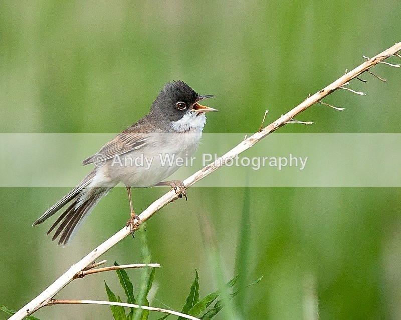 20090603-039 - Whitethroat