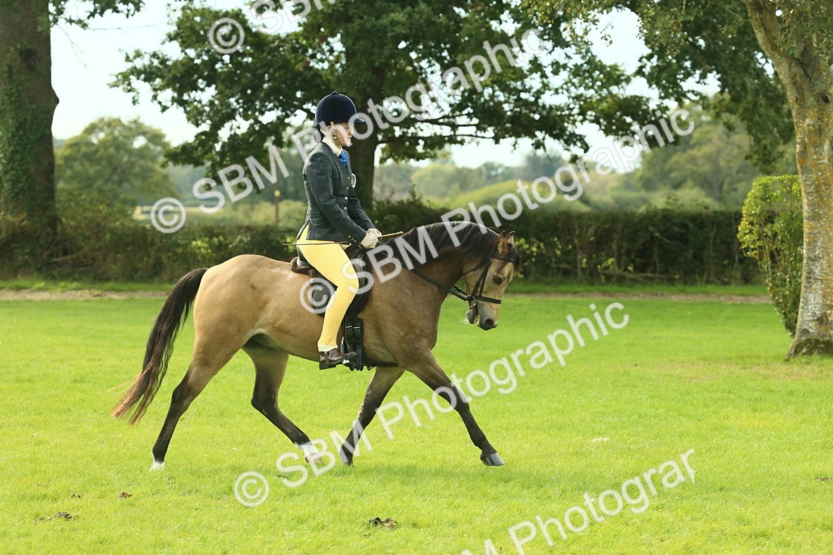 SBM_69806 - S59 - Mountain & Moorland Ridden Small Breeds