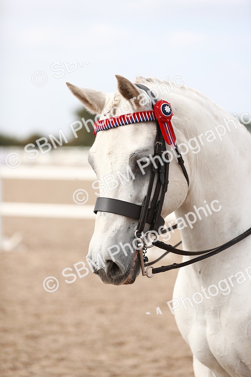 SBM_17548 - Class 215 Ridden Hack/ Riding Horse