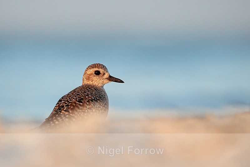 Grey Plover - low angle shot, Sanibel Island, Florida - Black-bellied Plover
