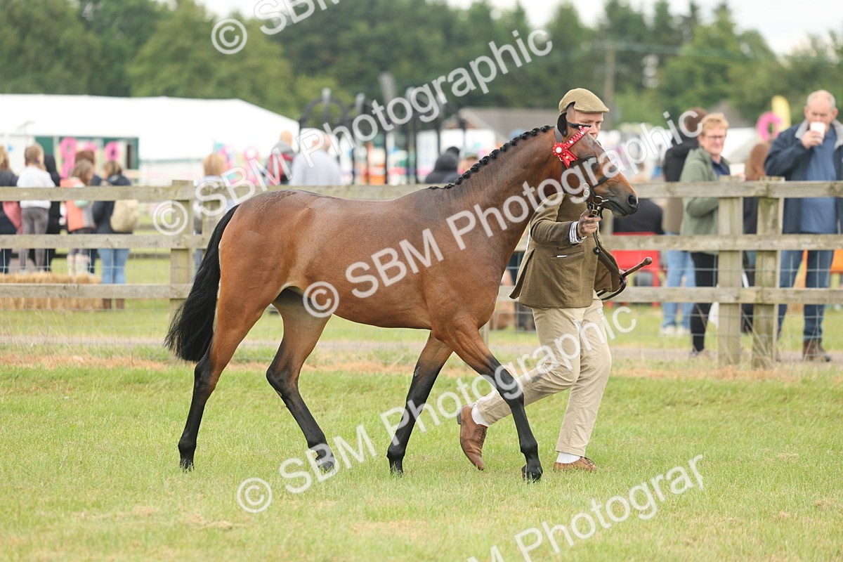 SBM_05444 - Class 68-73 - Riding Pony Breeding