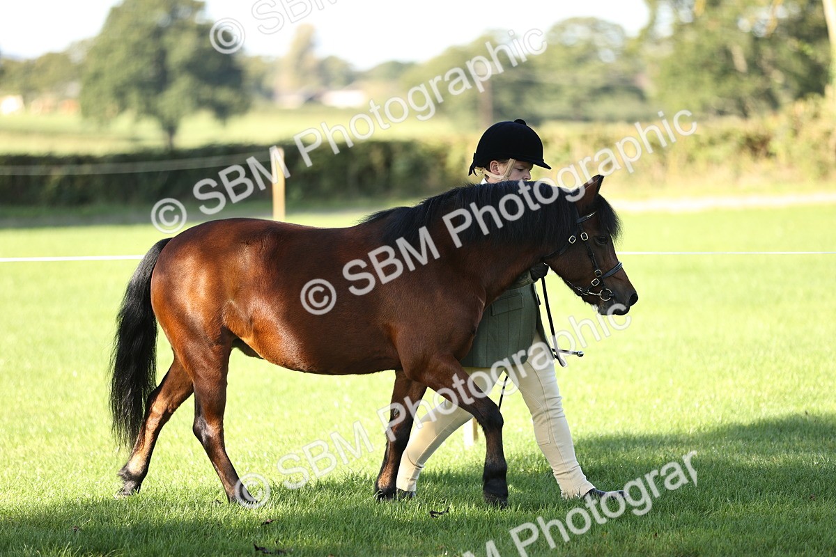 SBM_15845 - S1 - TSR in Hand Horse & Pony Showing