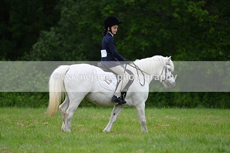WJ7_4471 - Class 14B Prettiest Mare