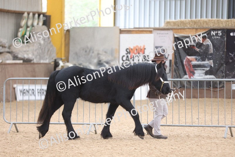 20251109-0827 - Class 25 - Yearling, Colt, Filly or Gelding