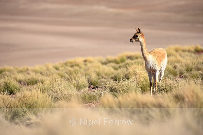 Adult Vicuna stands and looks, Lake Miscanti, Chile - Vicuna