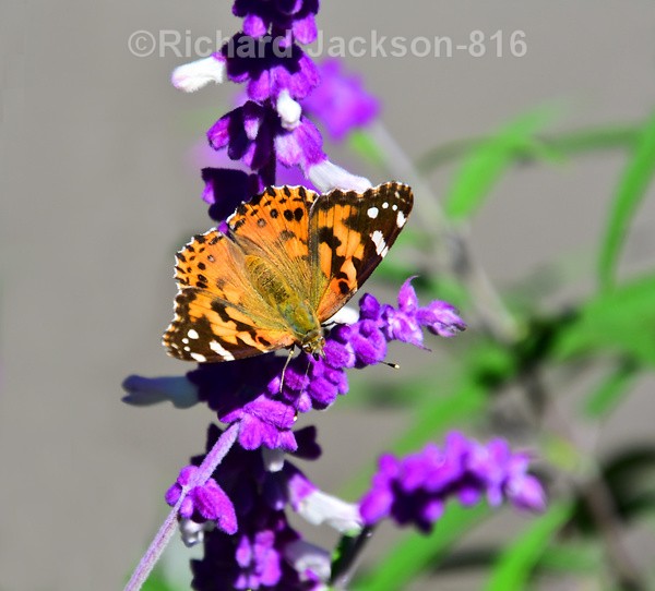 Painted Lady Butterfly on a Mexican Bush Sage - Butterfly Gallery