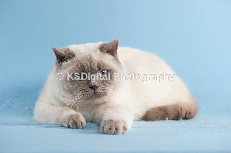 Krunzinkal Torchwood (40 4) - Windymeadow British Shorthairs & Exotics