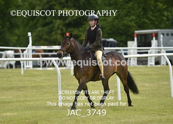 JAC_3749 - 75CM WORKING HUNTER