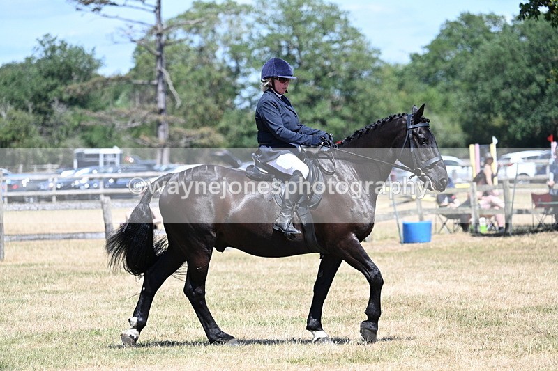 WJ7_2977 - Class 7 Riding Club Show Horse