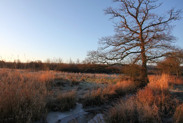 Chew Valley Marsh _S128 - Somerset landscape Photography