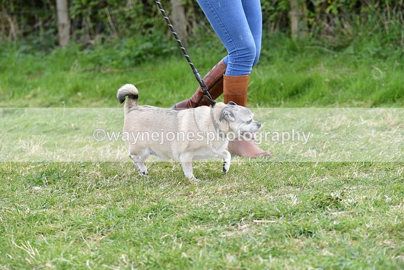 WJ5_0095 - Class 5 Best Veteran / 7 years & over