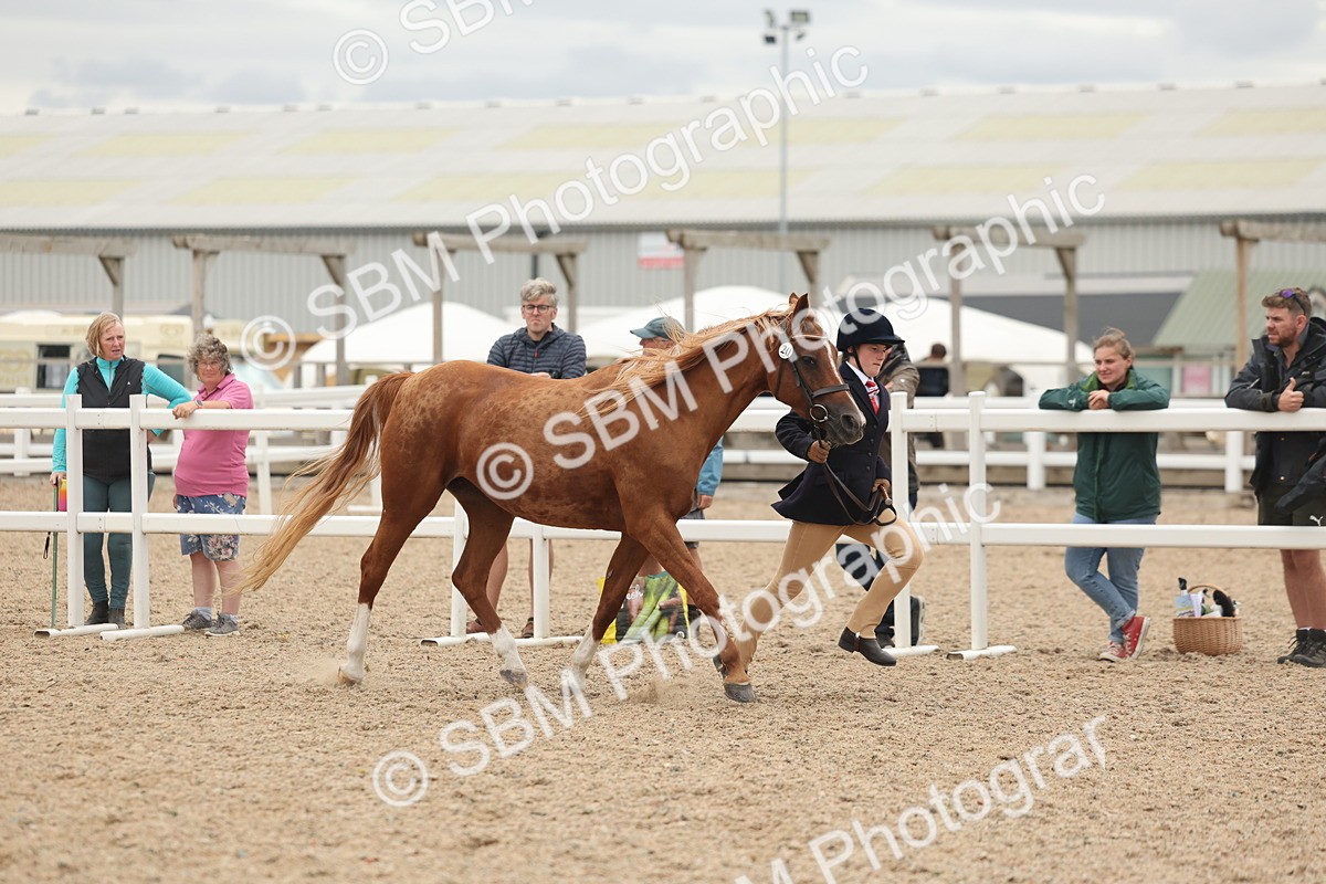 SBM_19284 - Class 317 - IH Pure Bred Horse-Pony