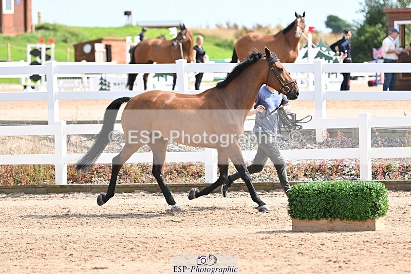 240717A-155817-03230 - Trot Up 3pm to 4pm