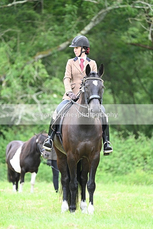 WJ7_4198 - Class 14A Handsome Gelding