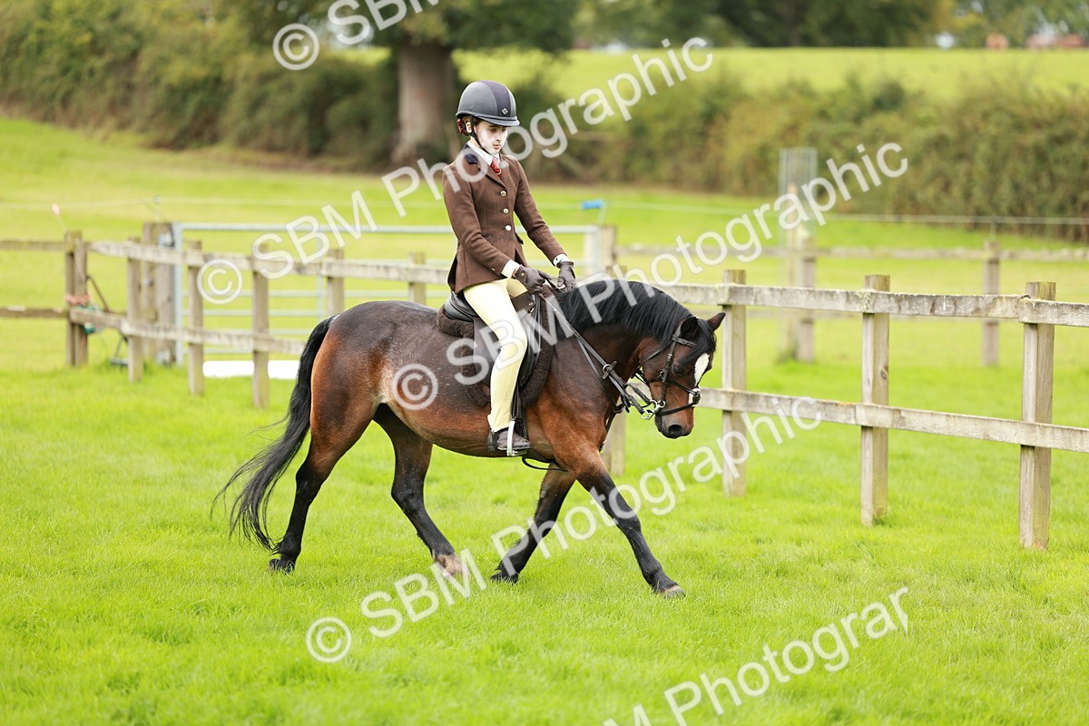 SBM_41788 - S32 - Mountain & Moorland Working Hunter Pony