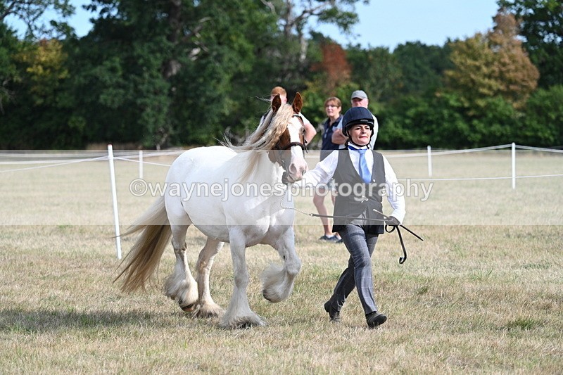 WJ7_8152 - In-hand Championship