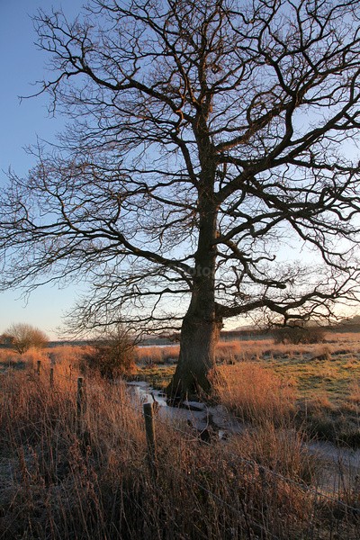 Chew Valley Marsh area _S130 - Somerset landscape Photography