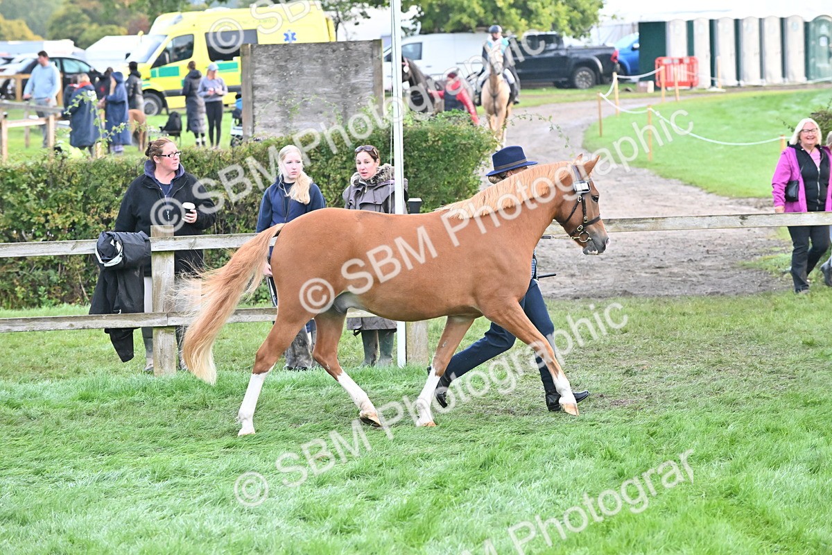 SBM_54609 - S44 - Youngstock In Hand