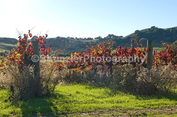 _DSC0120 - Ross/Lynn