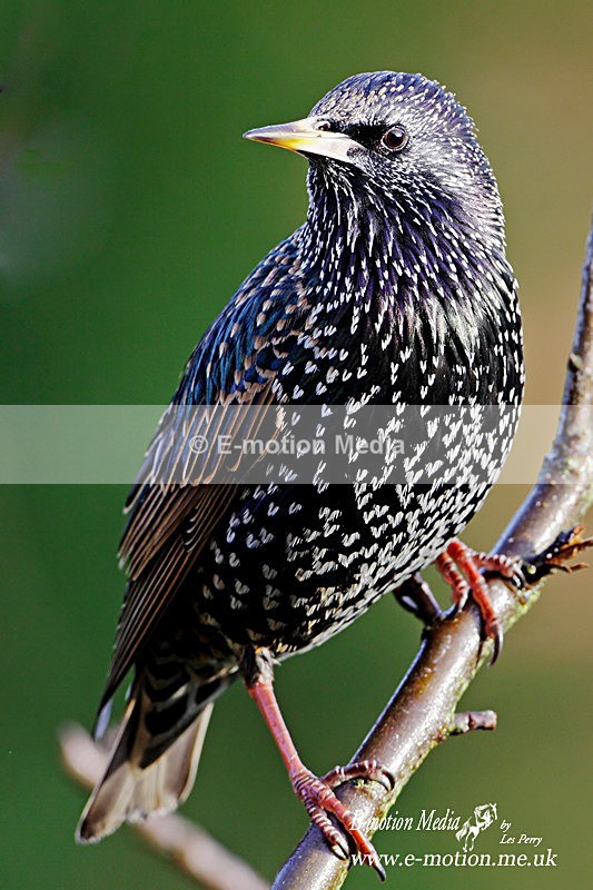 Nature 45 - Nature
