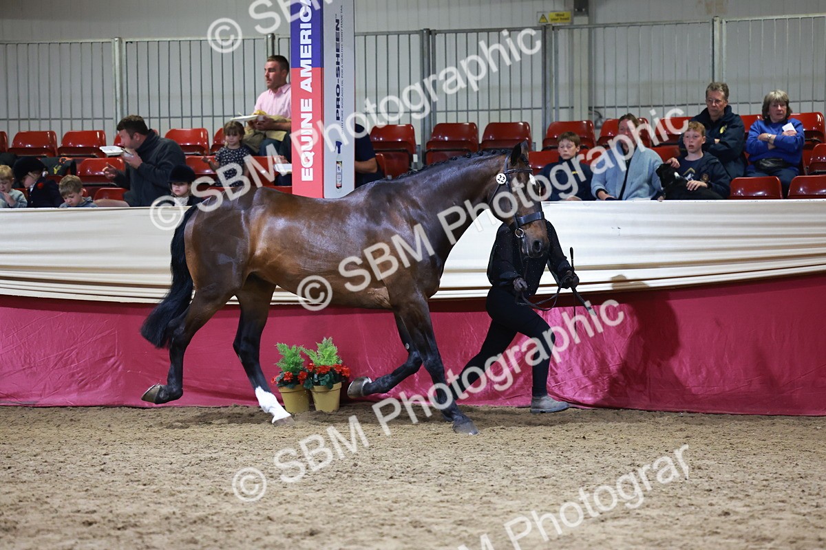 SBM_20461 - Class G - IH Large (over 148cm)Champ
