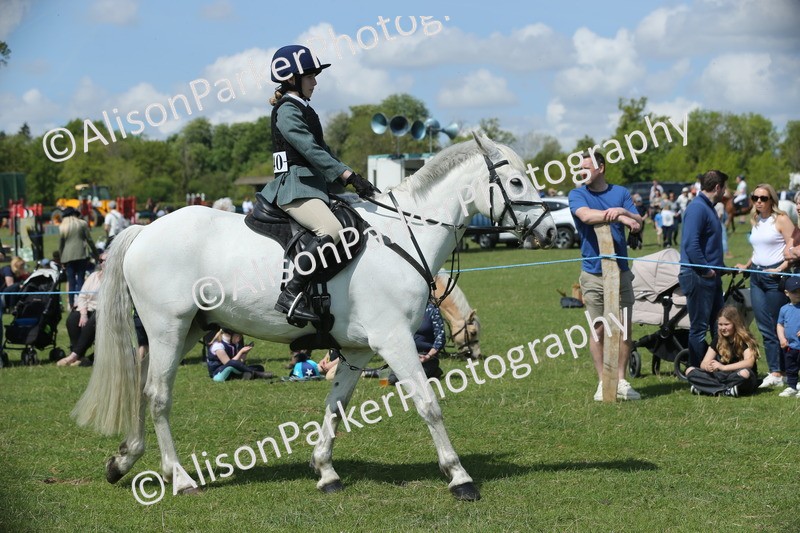 20250427-3419 - Class 8 - Handsomest Gelding