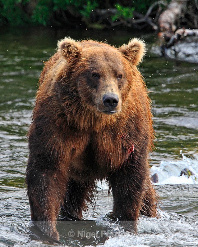 Grizzly Bear moving into position at the top of Brooks Falls - Brown Bear