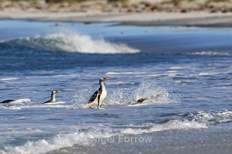 Gentoo Penguins landing late afternoon, Sea Lion Island, Falklands - Gentoo Penguin