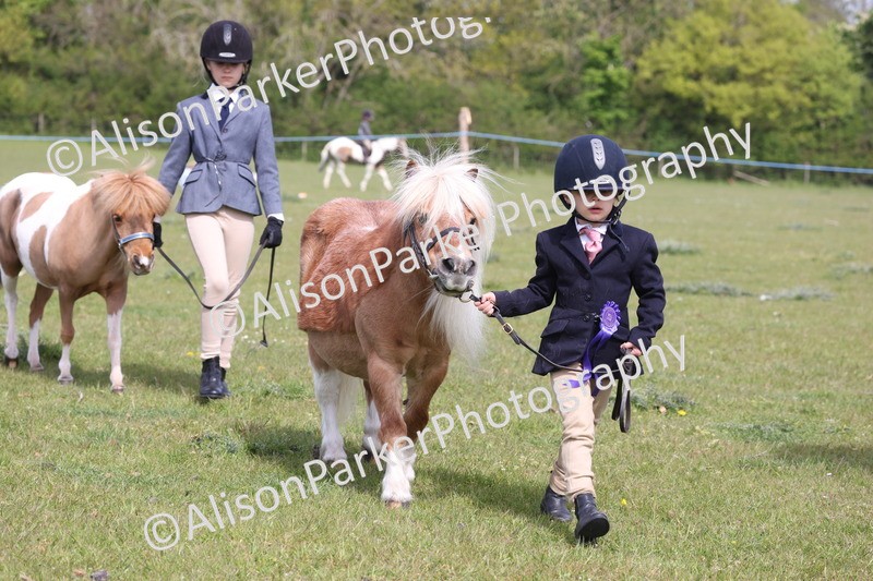 20260426-3134 - Class 26 - Shetland Ponies and Minitures