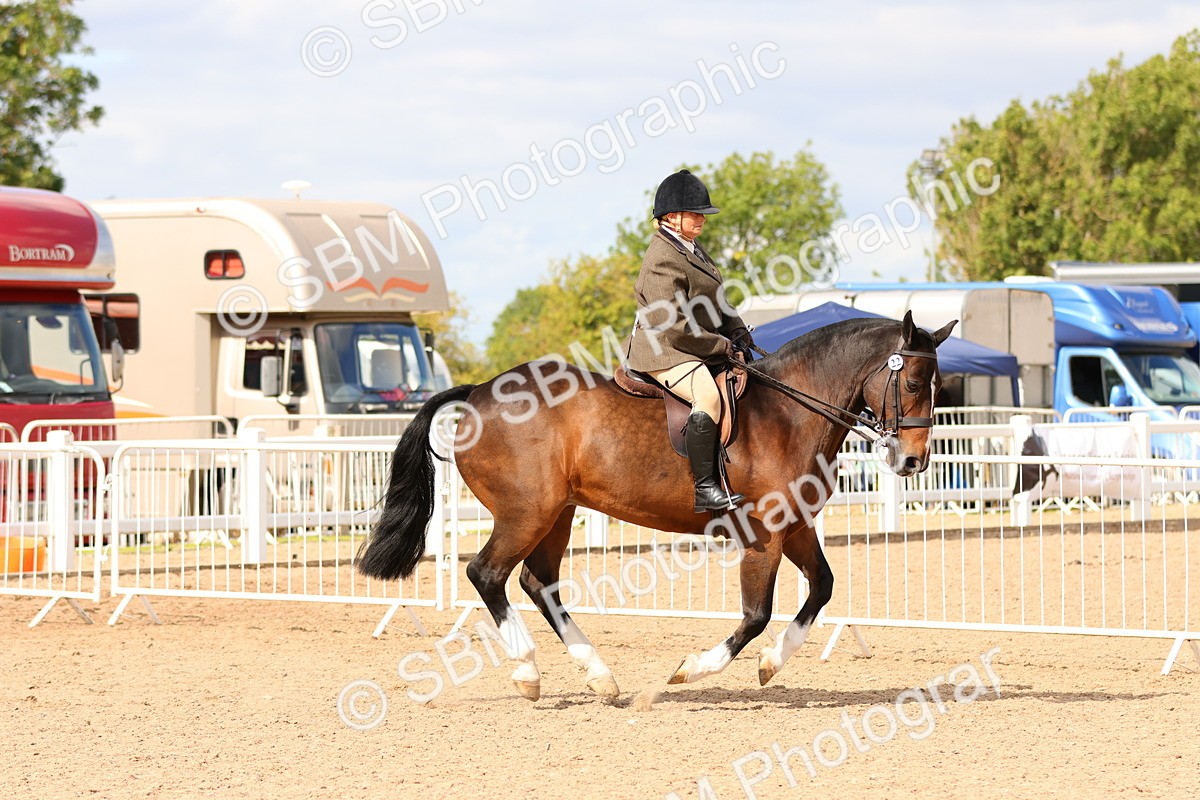 SBM_15489 - Class 214 - Ridden Show Cob