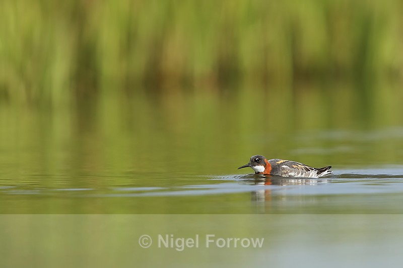 Red-necked Phalarope hunting for insects, Iceland - Red-necked Phalarope