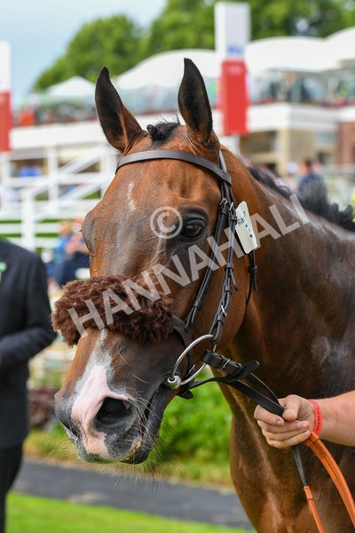 170623-Race 7-The Green Man-1066 - Race 7 5.25pm Clean Up With PPS Handicap