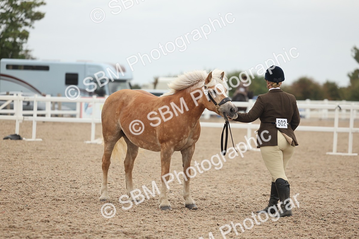 SBM_19374 - Class 317 - IH Pure Bred Horse-Pony