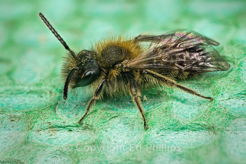 Andrena bicolor (m) - Andrena bicolor