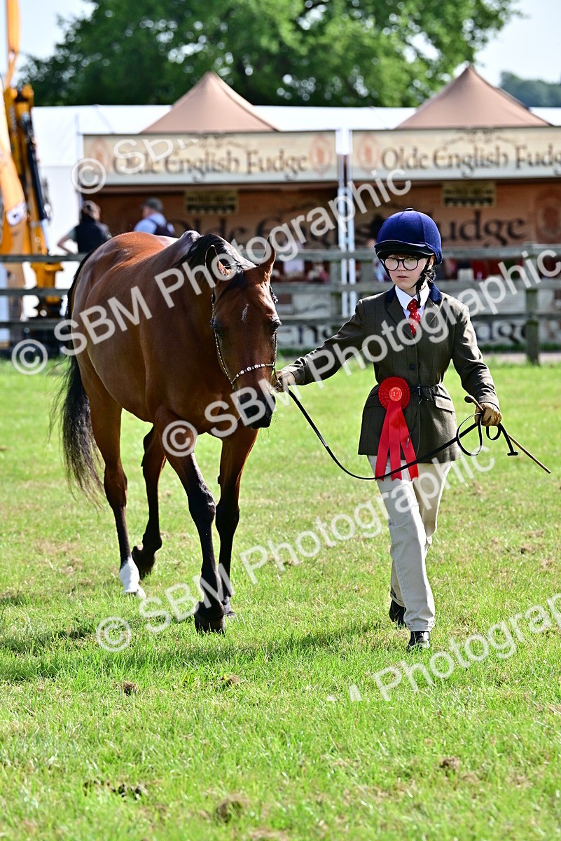 SBM_01054 - Class 46-49 - Arab and Part Bed-Anglo Arab In Hand