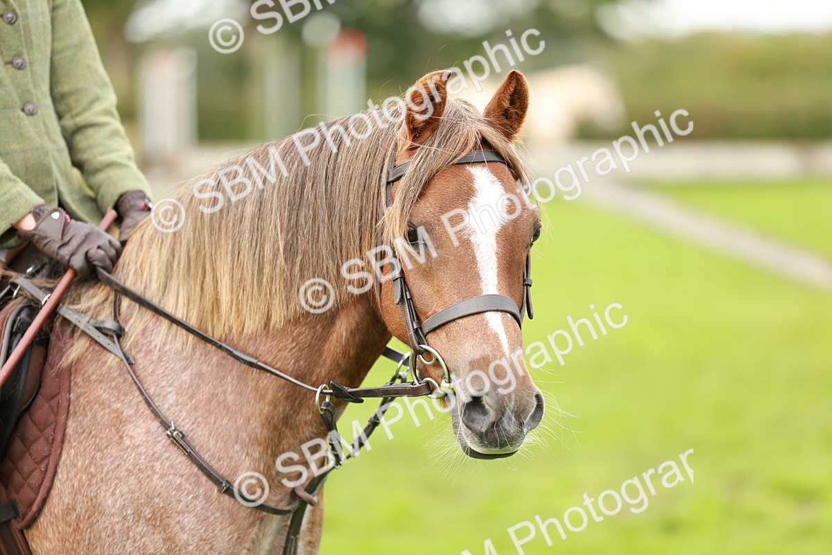 SBM_41772 - S32 - Mountain & Moorland Working Hunter Pony